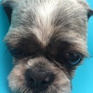 迷子犬保護しました！！ - 助け合い
