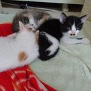 子猫の里親さんを募集します