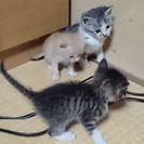 子猫