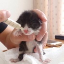 素敵な飼い主さんが見つかりました。本当にありがとうございました - 倉敷市
