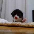 素敵な飼い主さんが見つかりました。本当にありがとうございました - 猫