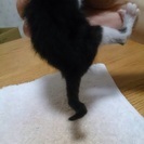 素敵な飼い主さんが見つかりました。本当にありがとうございました − 岡山県