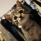 人なつこいわんぱくキジトラ♂猫ちゃんです。