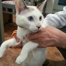 手術済み シャム系 なれなれ男の子 約1才