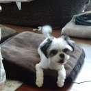 小さなMIX犬メイちゃんの家族探し