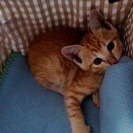 茶トラ生後約一か月里親さがしております。