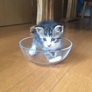 靴下を履いた雑種オスです - 猫