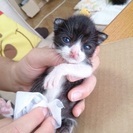 素敵な飼い主さんが見つかりました。本当にありがとうございました - 里親募集