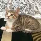 かわいい子猫大切にしていただける方に！