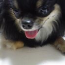 可愛がってくださる方を探しています