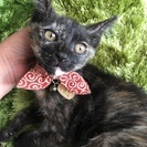 大人しいさび猫ちゃん❤︎ - 猫