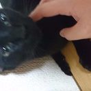 1歳の黒猫（♀）の里親を至急探してます！