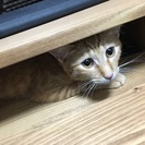１歳６ヶ月の女の子の画像