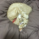 １歳６ヶ月の女の子 - 猫