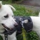 迷子犬「たれ」を探しています。 - 習志野市