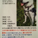迷子犬「たれ」を探しています。 - 助け合い