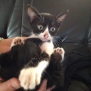 子猫が欲しい方ご連絡お待ちしております。
