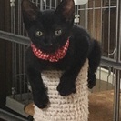 人慣れ抜群な黒猫
