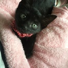 人慣れ抜群な黒猫 - 猫