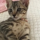 人慣れ抜群な黒猫 - 里親募集