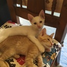 生後３ヶ月の猫