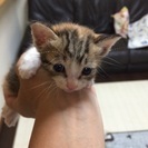 捨てられていました！