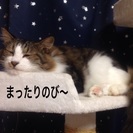 決定しました。 - 足利市