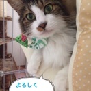 決定しました。 - 里親募集