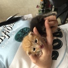 かわいい子猫の兄妹です！