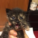 かわいい子猫の兄妹です！ - 佐倉市