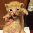 かわいい子猫の兄妹です！ - 猫