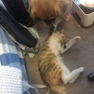 生後３ヶ月、甘えん坊の可愛い三毛の女の子です。 - 猫
