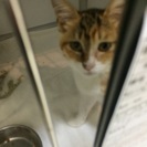 生後３ヶ月、甘えん坊の可愛い三毛の女の子です。 − 埼玉県
