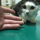 里親募集 - さいたま市