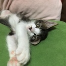 ふわふわ約2ヶ月の女の子です - 猫