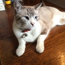 入院のため飼えなくなってしまいました…