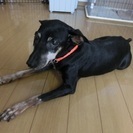 里親さん決定しました。ありがとうございました。