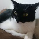 可愛がって頂ける方よろしくお願いします。