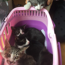 ひとなれの良い子猫　お見合い歓迎です
