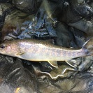 川釣り、海釣、バス釣なんでもやりたい釣仲間募集