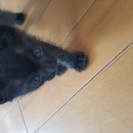 黒♂とシャム系の兄妹、まだ生後1ヶ月