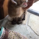 茶トラのこねこちゃんの里親募集 − 岩手県