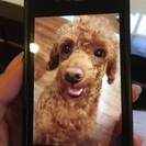 【急募】迷子の迷い犬、引き取って下さる方募集しています - 犬