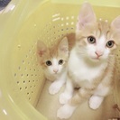 双子の子猫の里親探しています