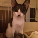 イケメン・３か月のオス猫（グレーと白）里親募集しています。の画像