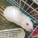 アルビノ うさぎ - 市川市