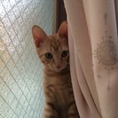 3か月未満の兄妹♪ - 猫