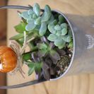 ★多肉植物の寄せ植えレッスン★