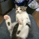 森町の白キジ兄妹(札幌近郊へ移送予定アリ)