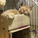 ふわふわの甘えん坊茶トラ猫ちゃん